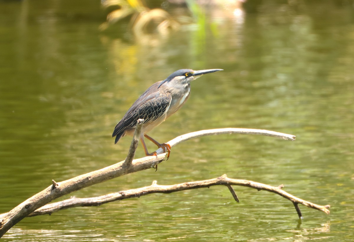 Little Heron - ML644274953