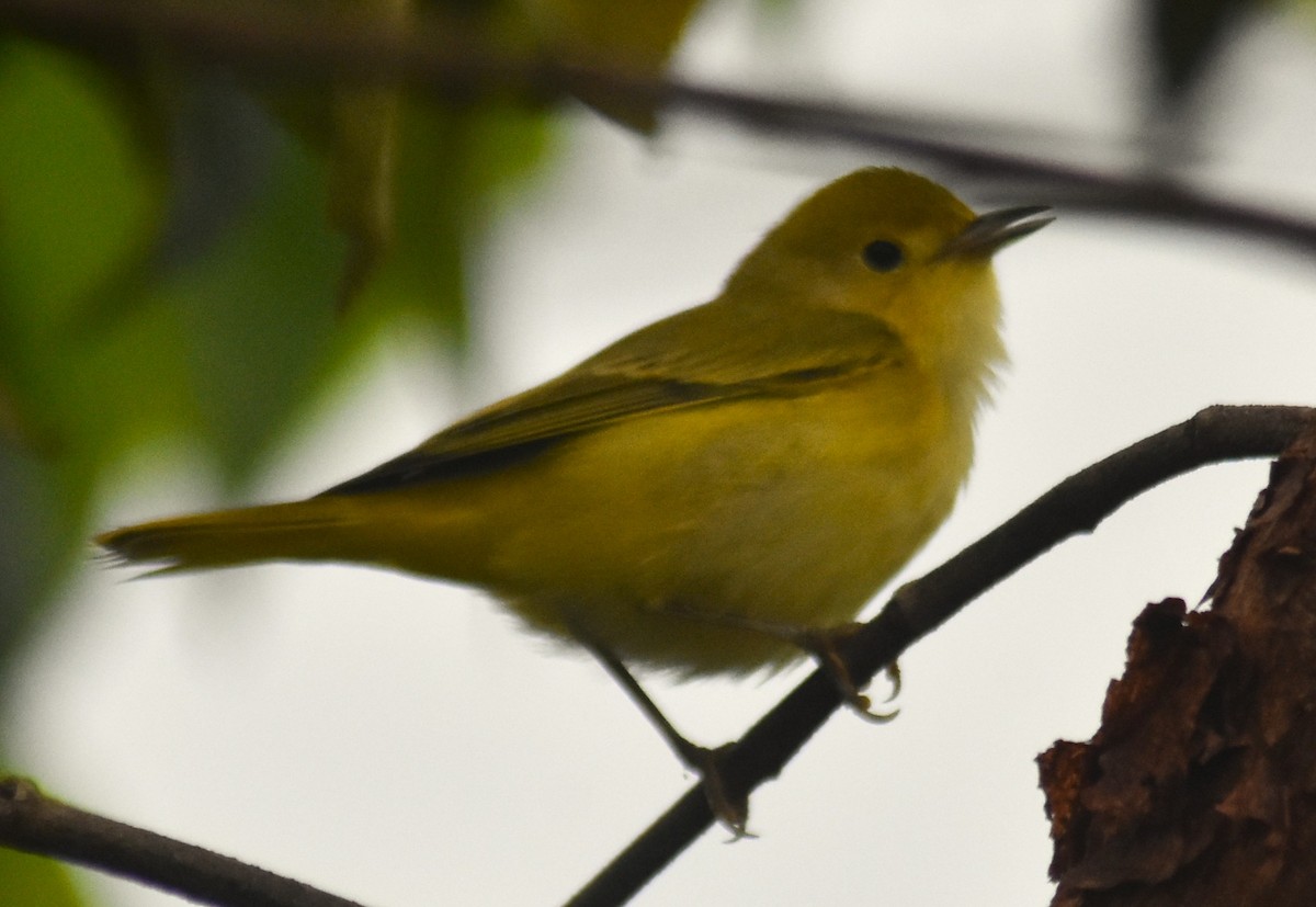 Northern/Mangrove Yellow Warbler - ML644274955