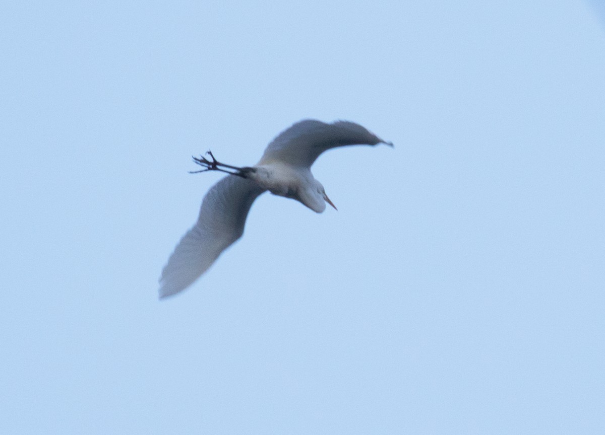 Чапля велика - ML644274958