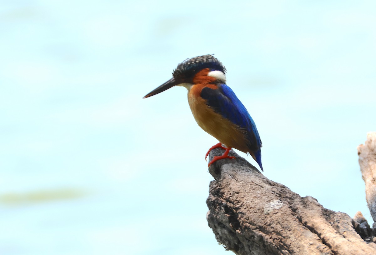 Malagasy Kingfisher - ML644274964