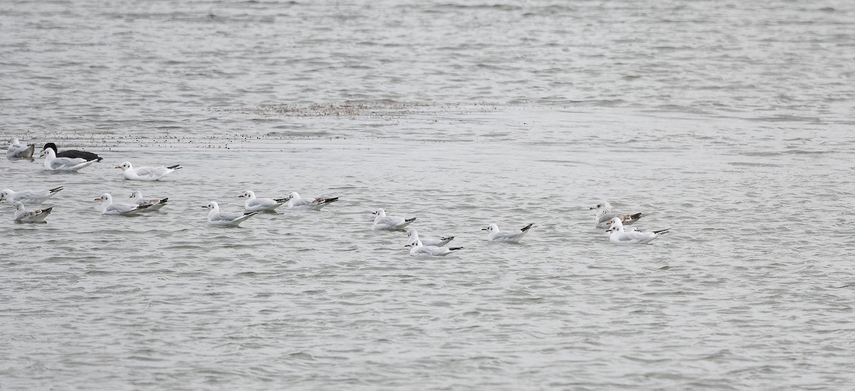 Common Gull (European) - ML644274981