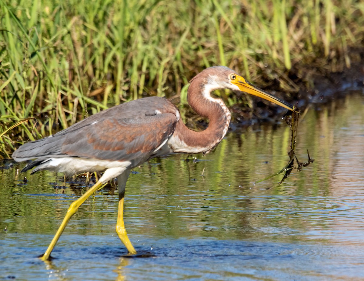 Tricolored Heron - ML644274989