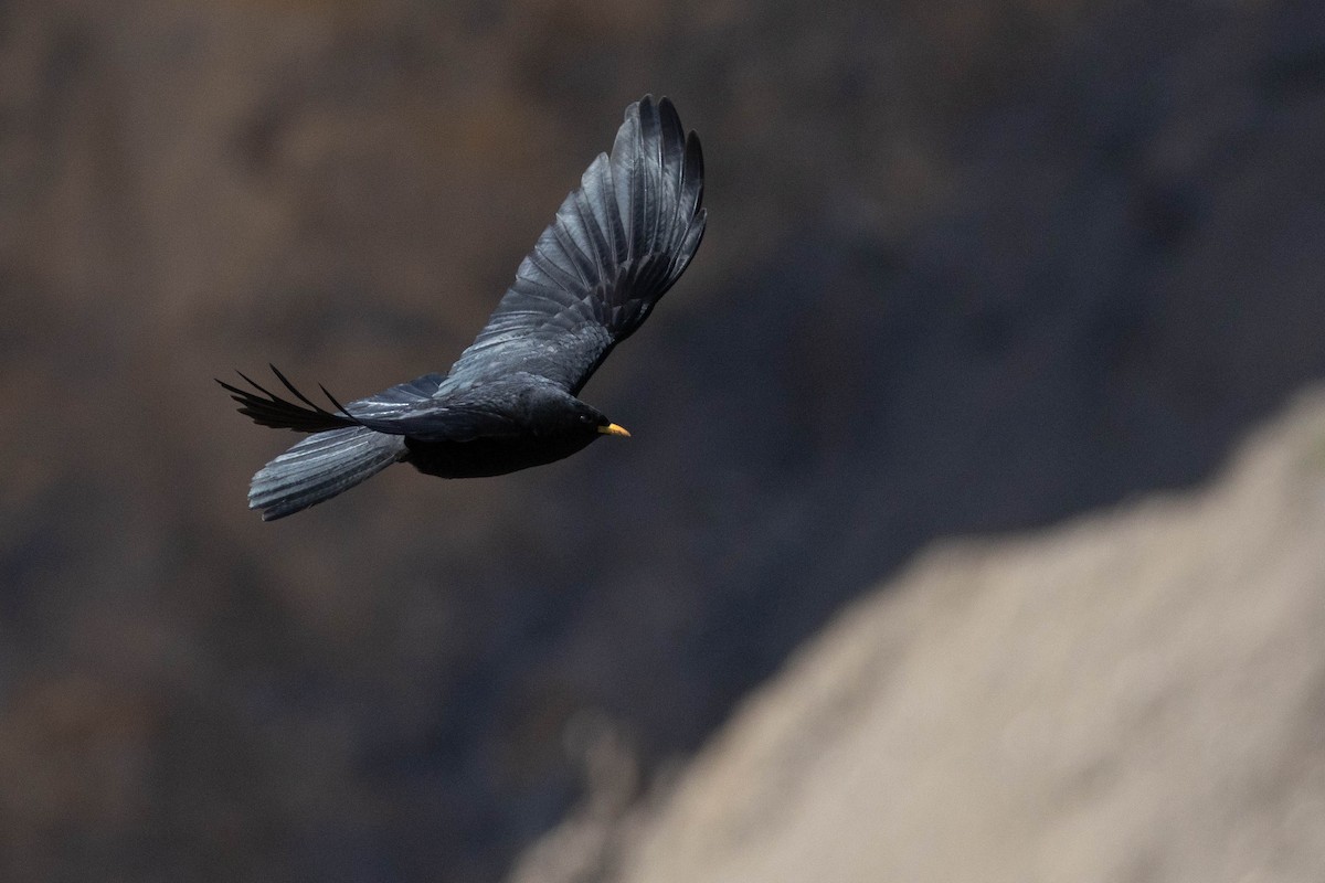 Yellow-billed Chough - ML644274990