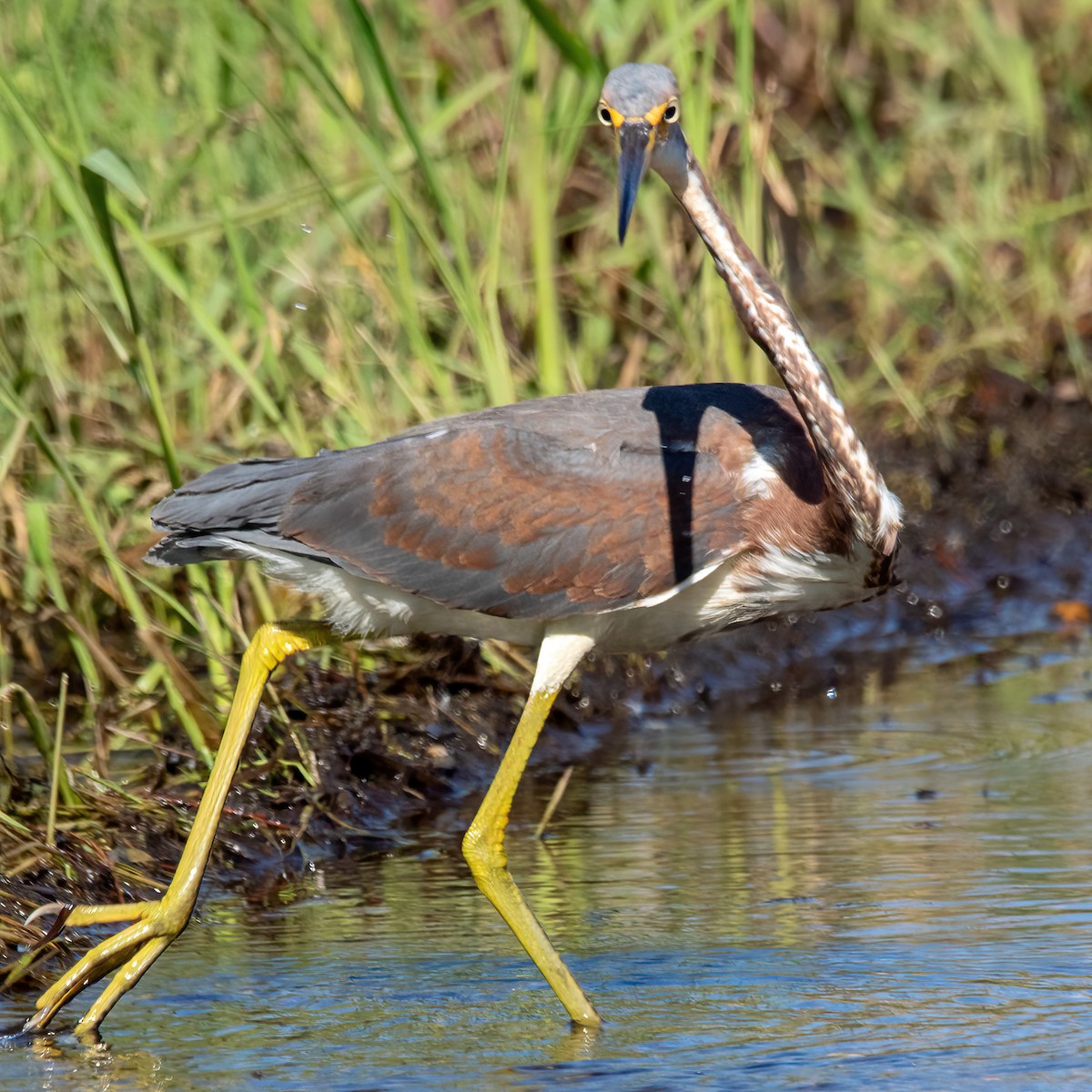 Tricolored Heron - ML644274991