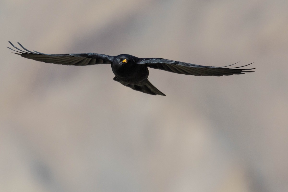 Yellow-billed Chough - ML644274992