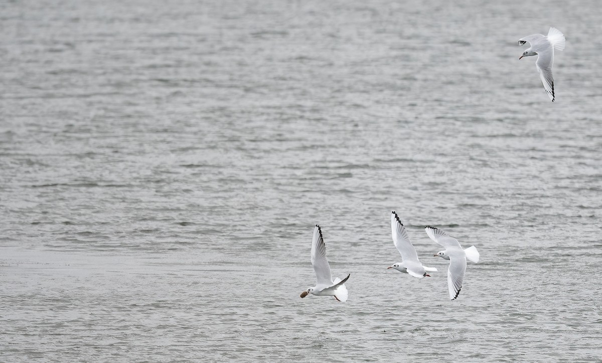Black-headed Gull - ML644274993
