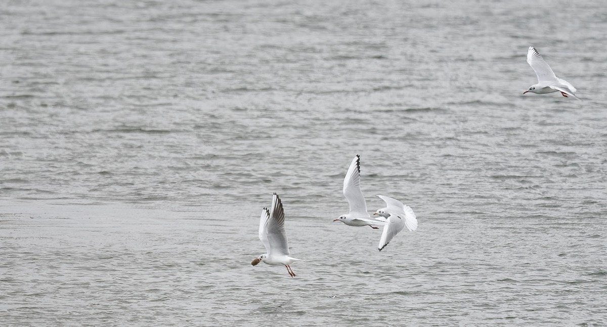 Black-headed Gull - ML644274994
