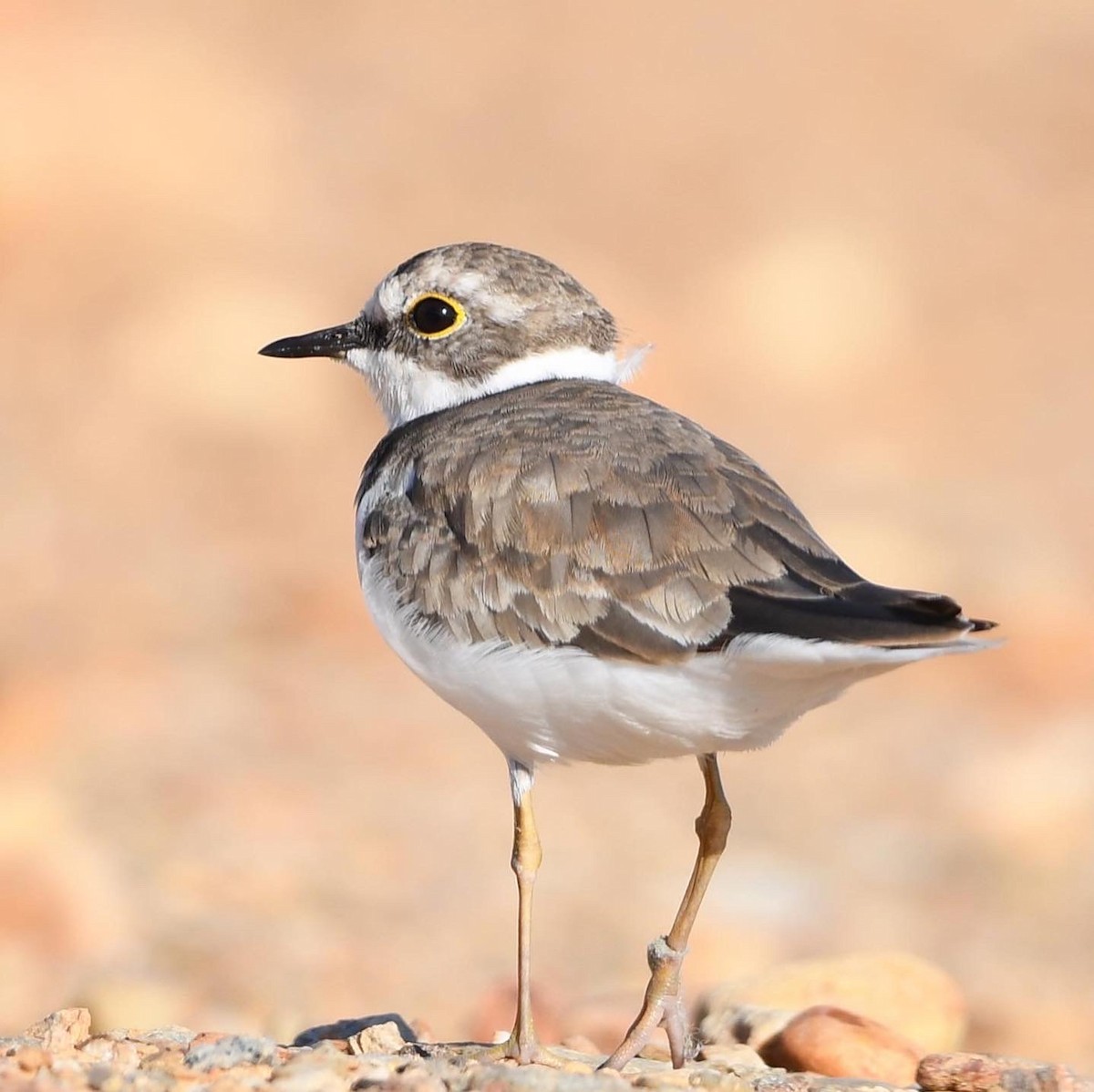 Little Ringed Plover - ML644274995
