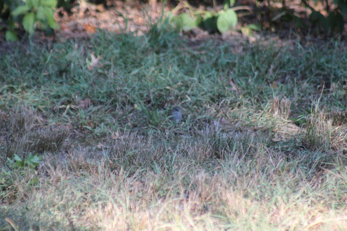 Dark-eyed Junco - ML644274997