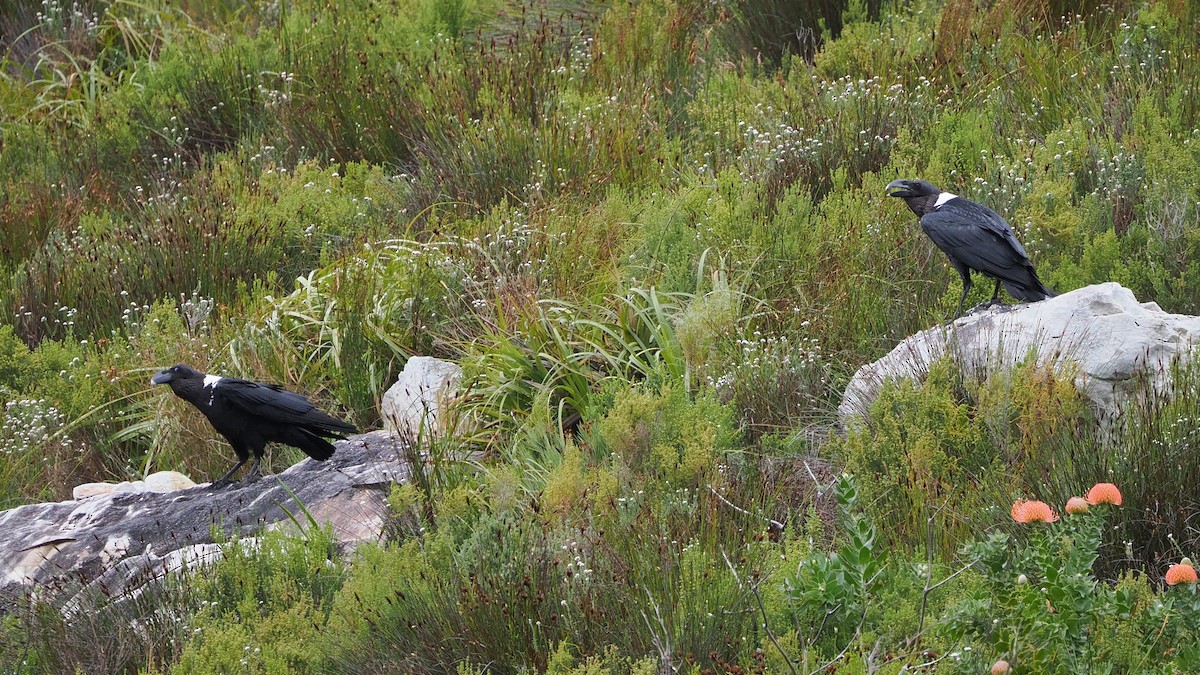 White-necked Raven - ML644274998