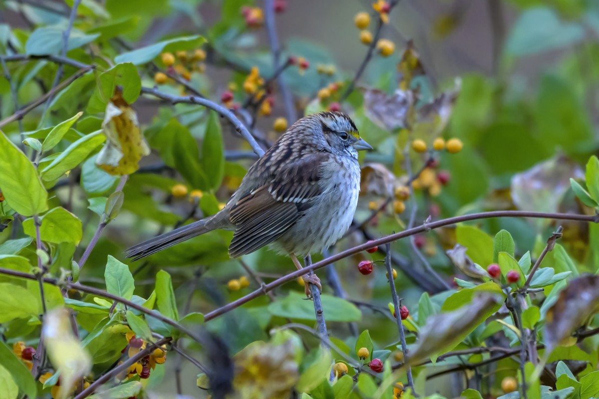White-throated Sparrow - ML644275002