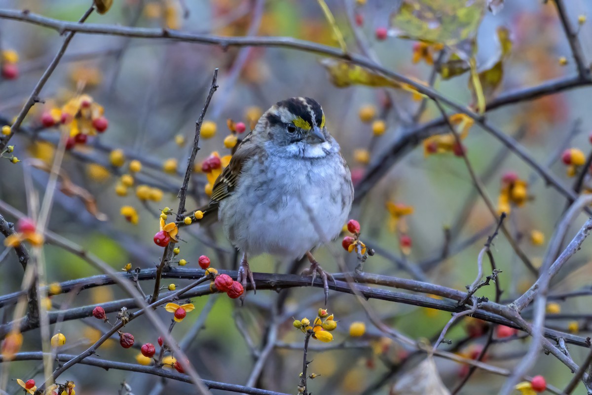 White-throated Sparrow - ML644275003