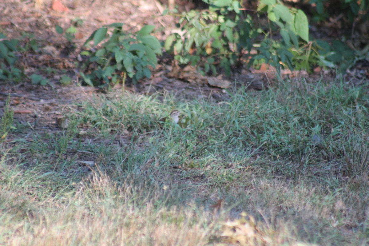 Chipping Sparrow - ML644275006