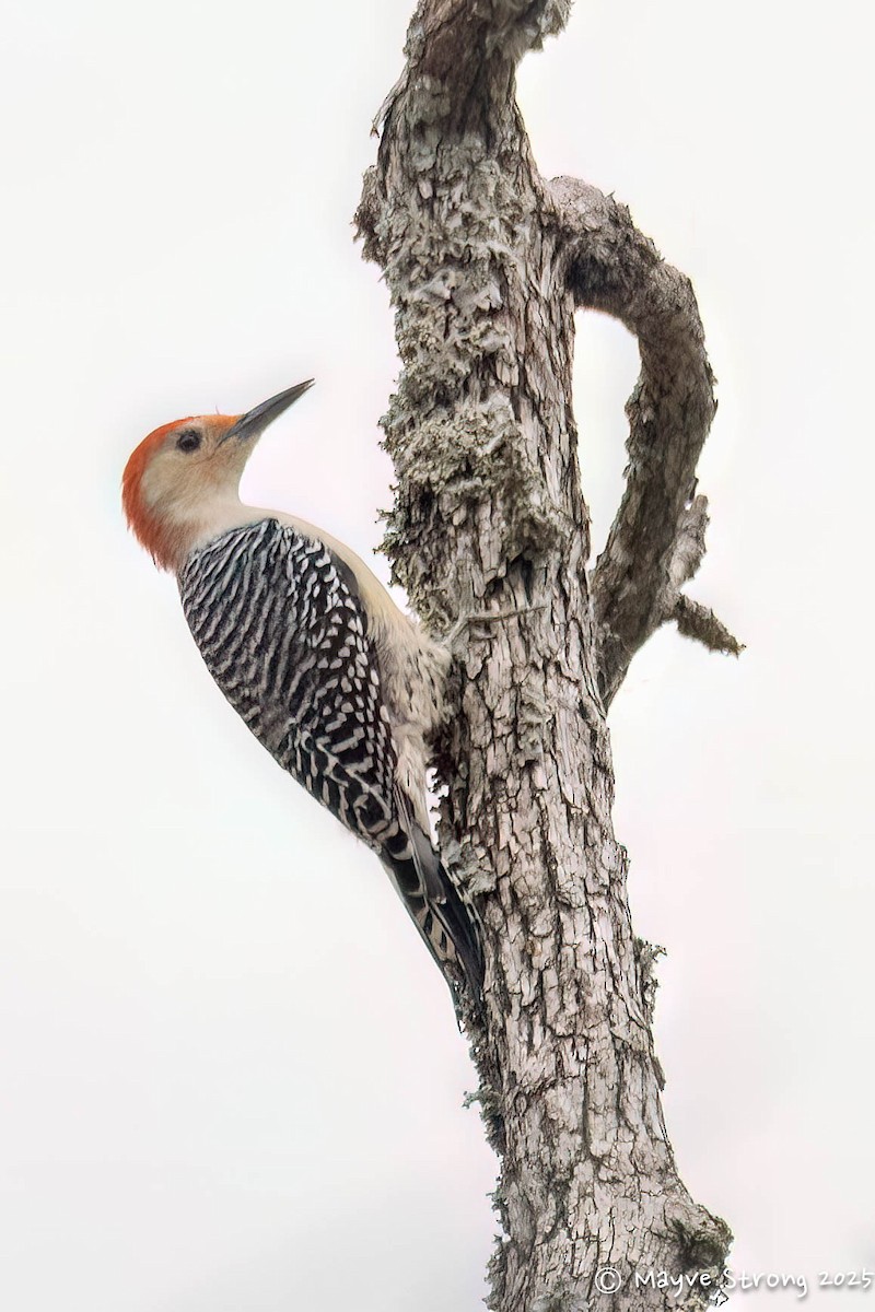 Red-bellied Woodpecker - ML644275009