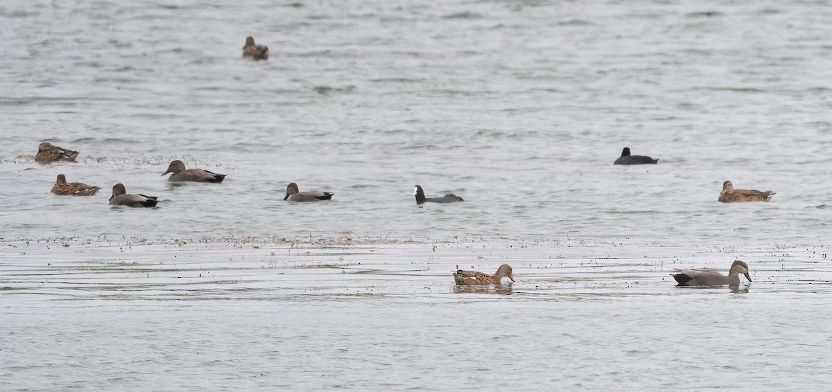 Gadwall (Common) - ML644275010