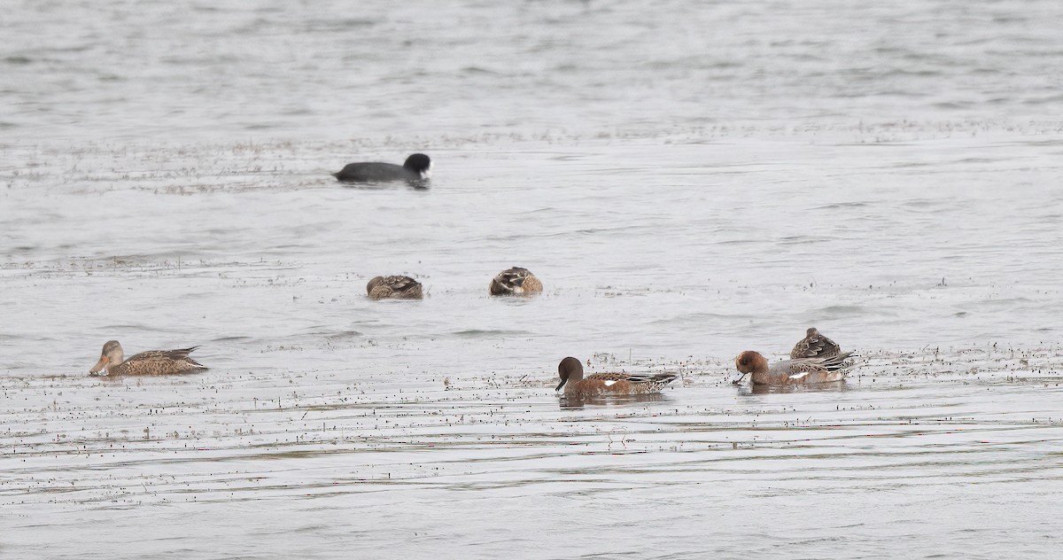 Eurasian Wigeon - ML644275012