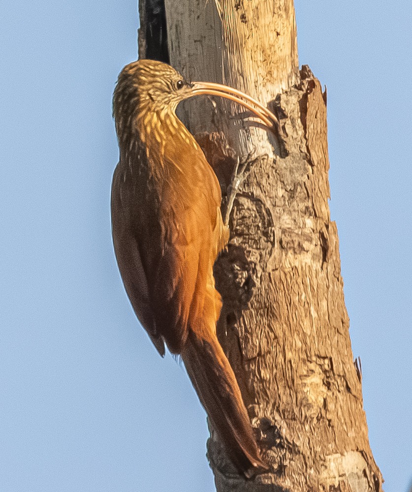 Red-billed Scythebill - ML644275013