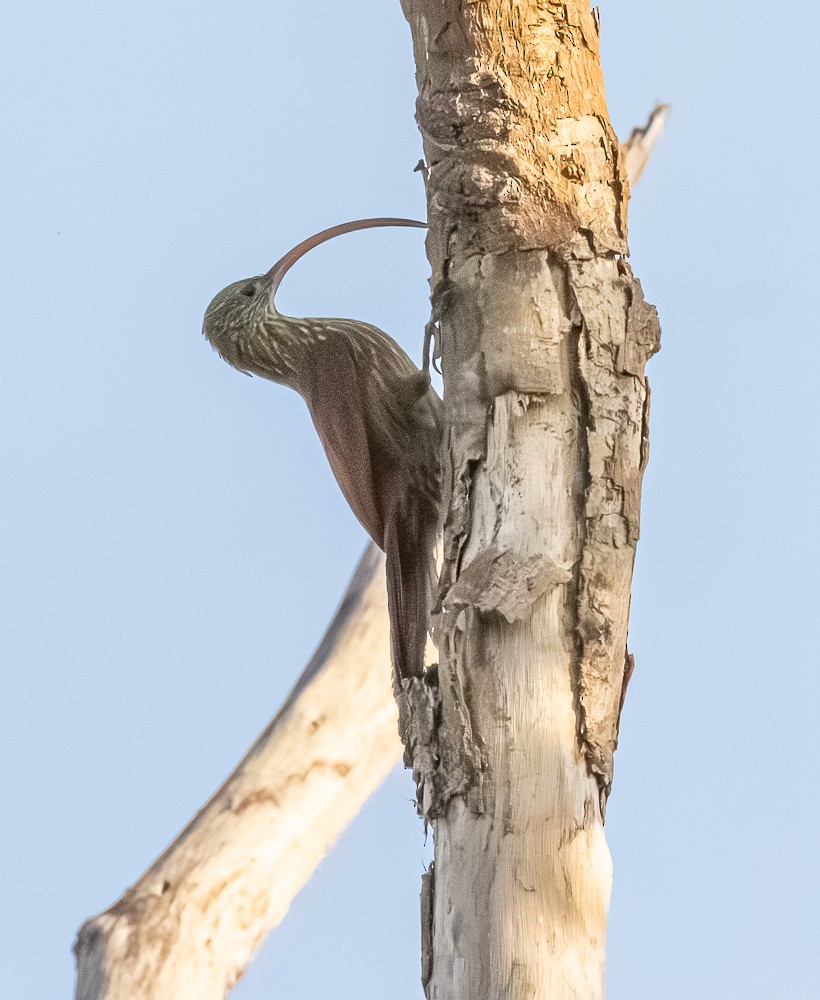 Red-billed Scythebill - ML644275014
