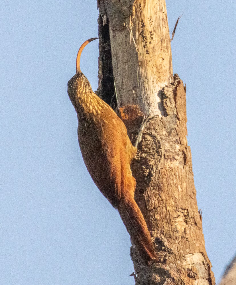 Red-billed Scythebill - ML644275015