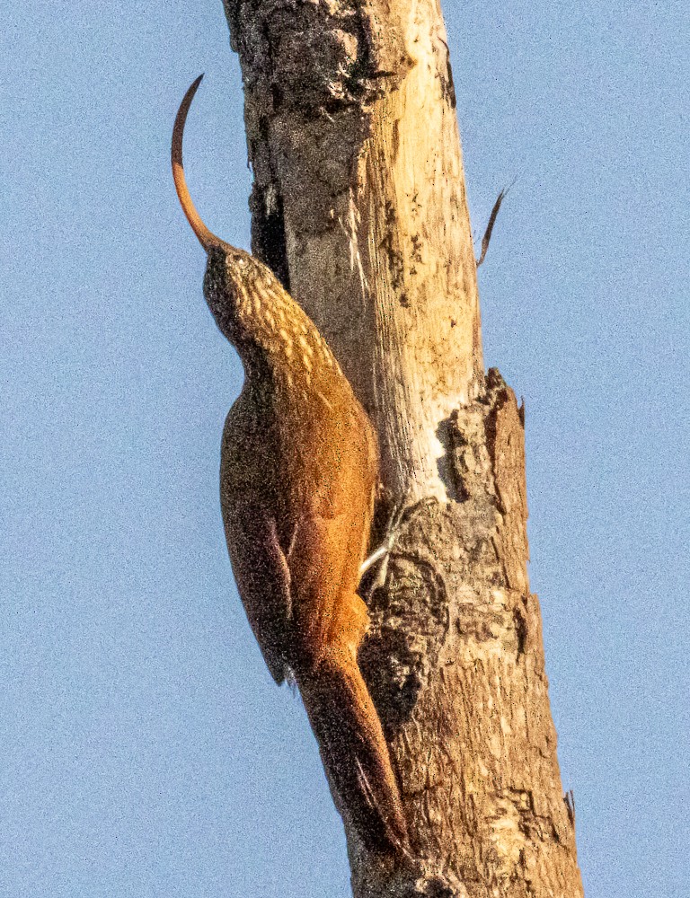 Red-billed Scythebill - ML644275017