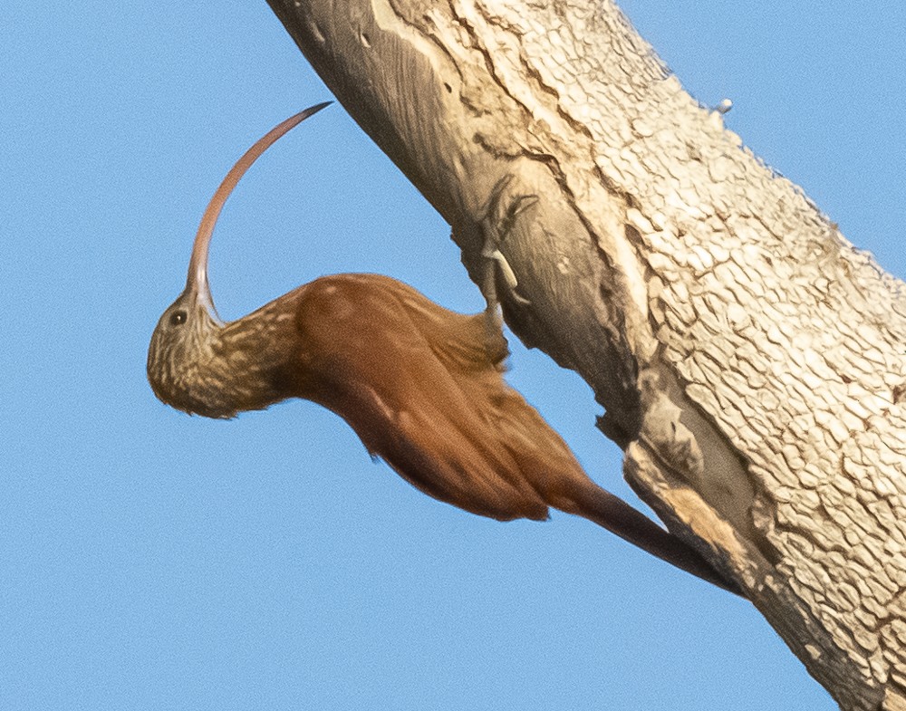Red-billed Scythebill - ML644275018