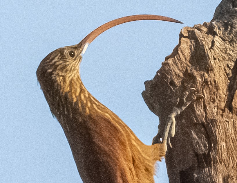 Red-billed Scythebill - ML644275019