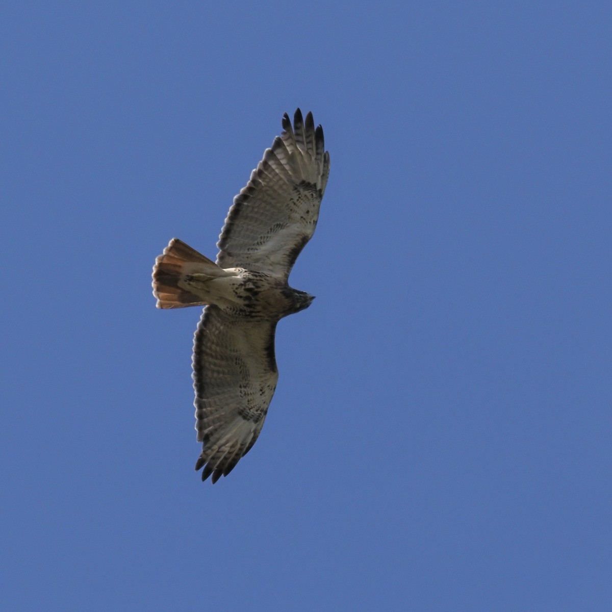 Red-tailed Hawk - ML644275020