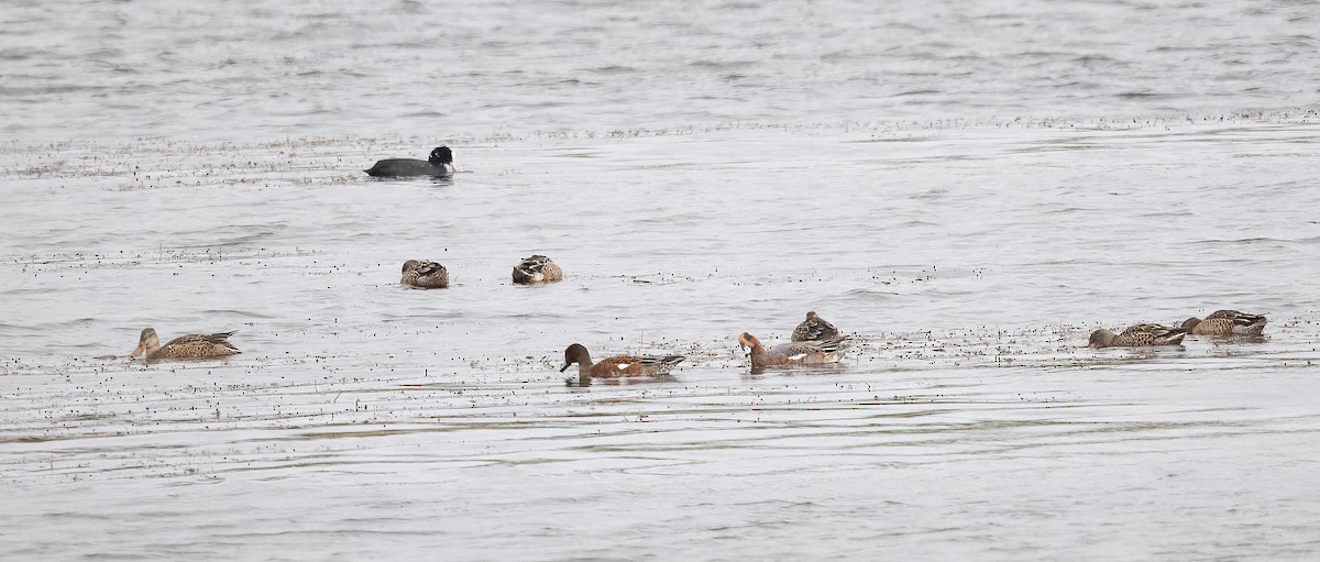 Eurasian Wigeon - ML644275027