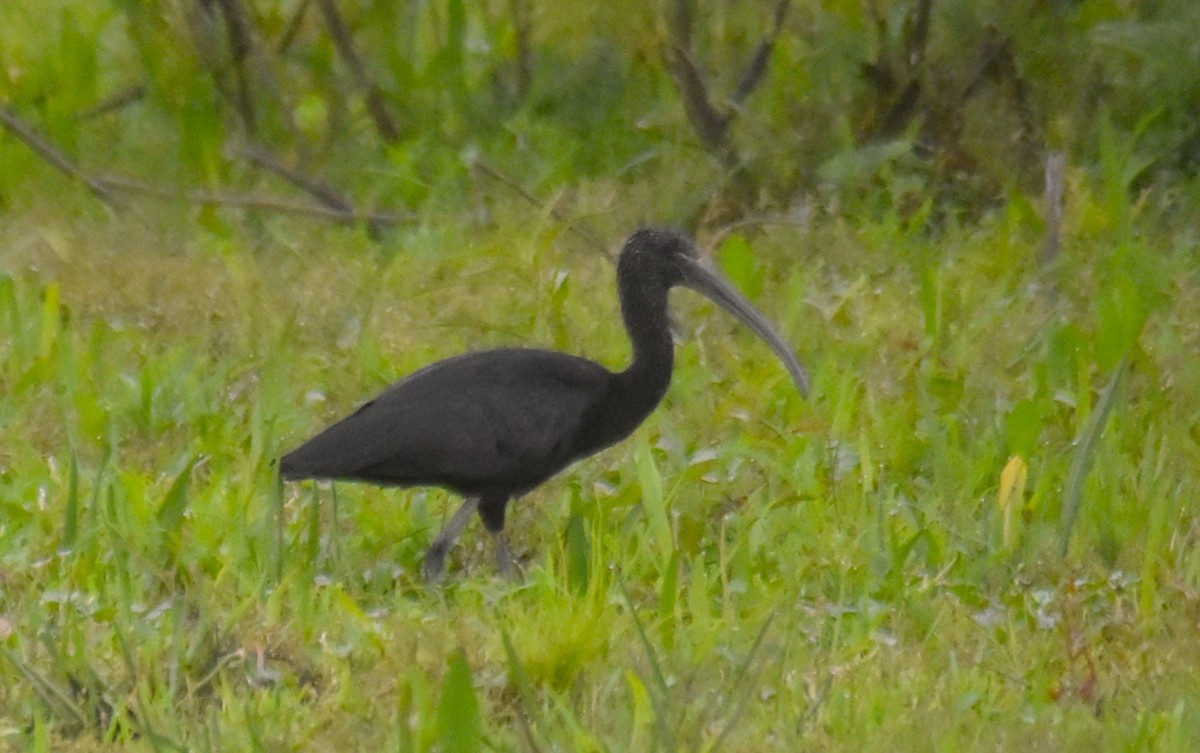 Glossy Ibis - ML644275028