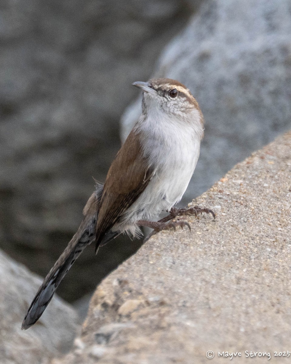 Bewick's Wren - ML644275029
