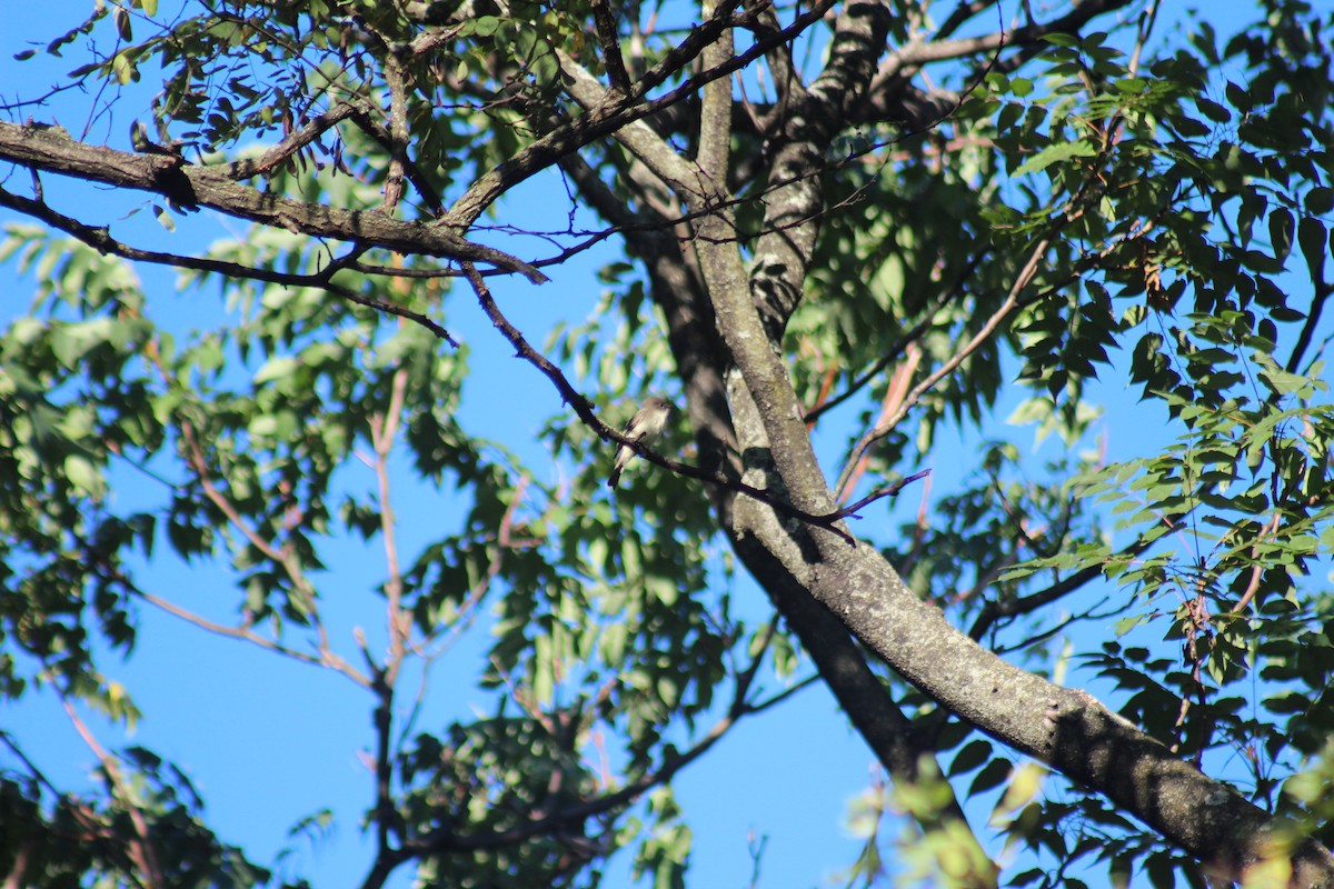 Eastern Phoebe - ML644275031