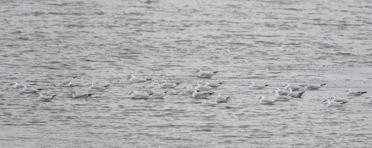 Black-headed Gull - ML644275033