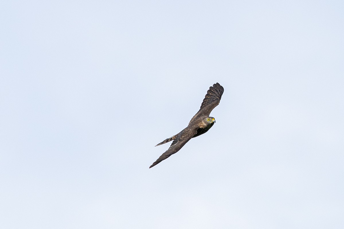 Chinese Sparrowhawk - ML644275035