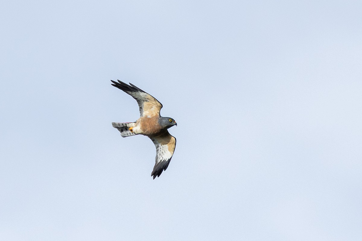 Chinese Sparrowhawk - ML644275037