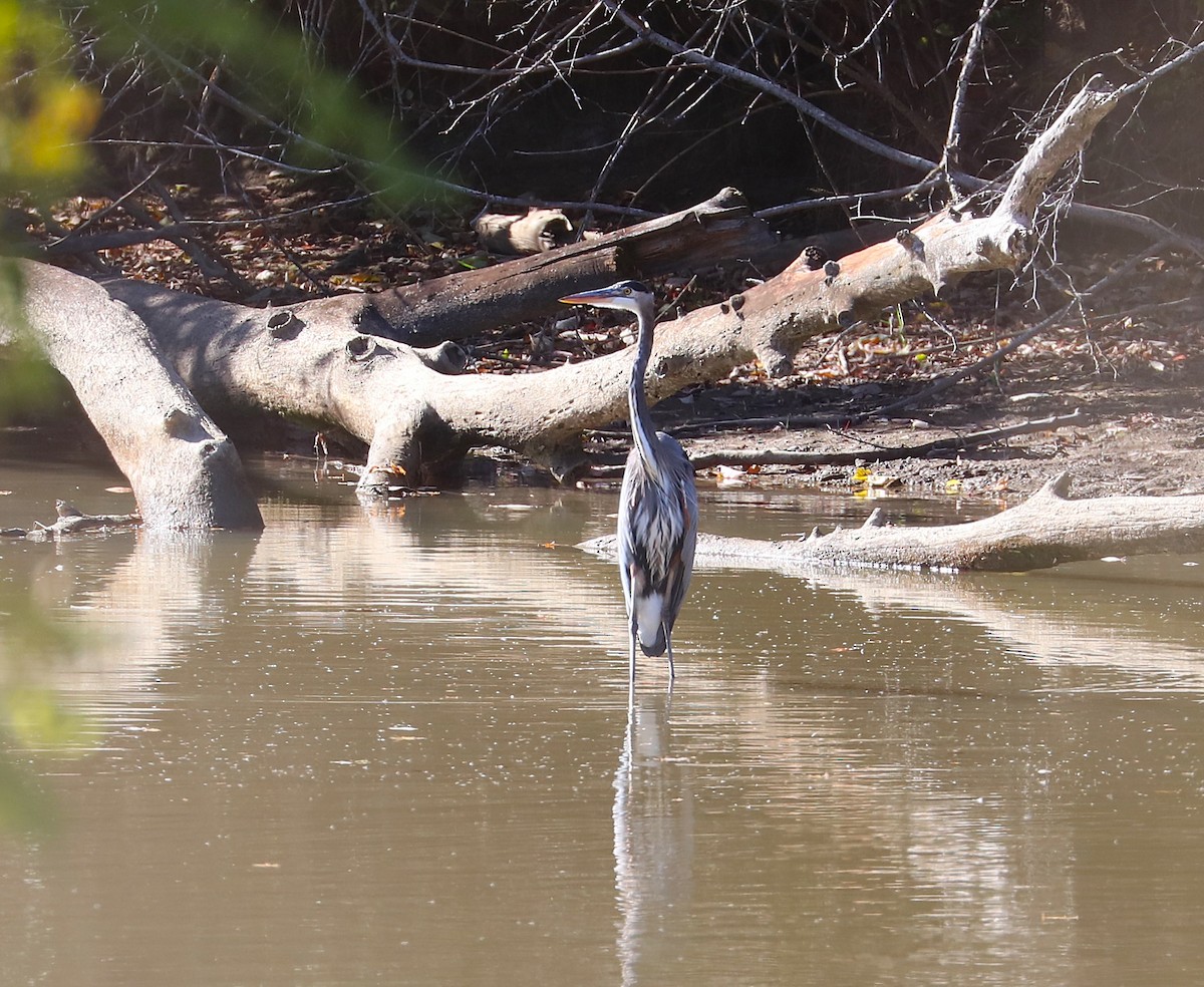 Great Blue Heron - ML644275041