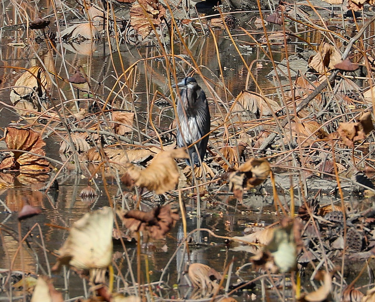 Great Blue Heron - ML644275055