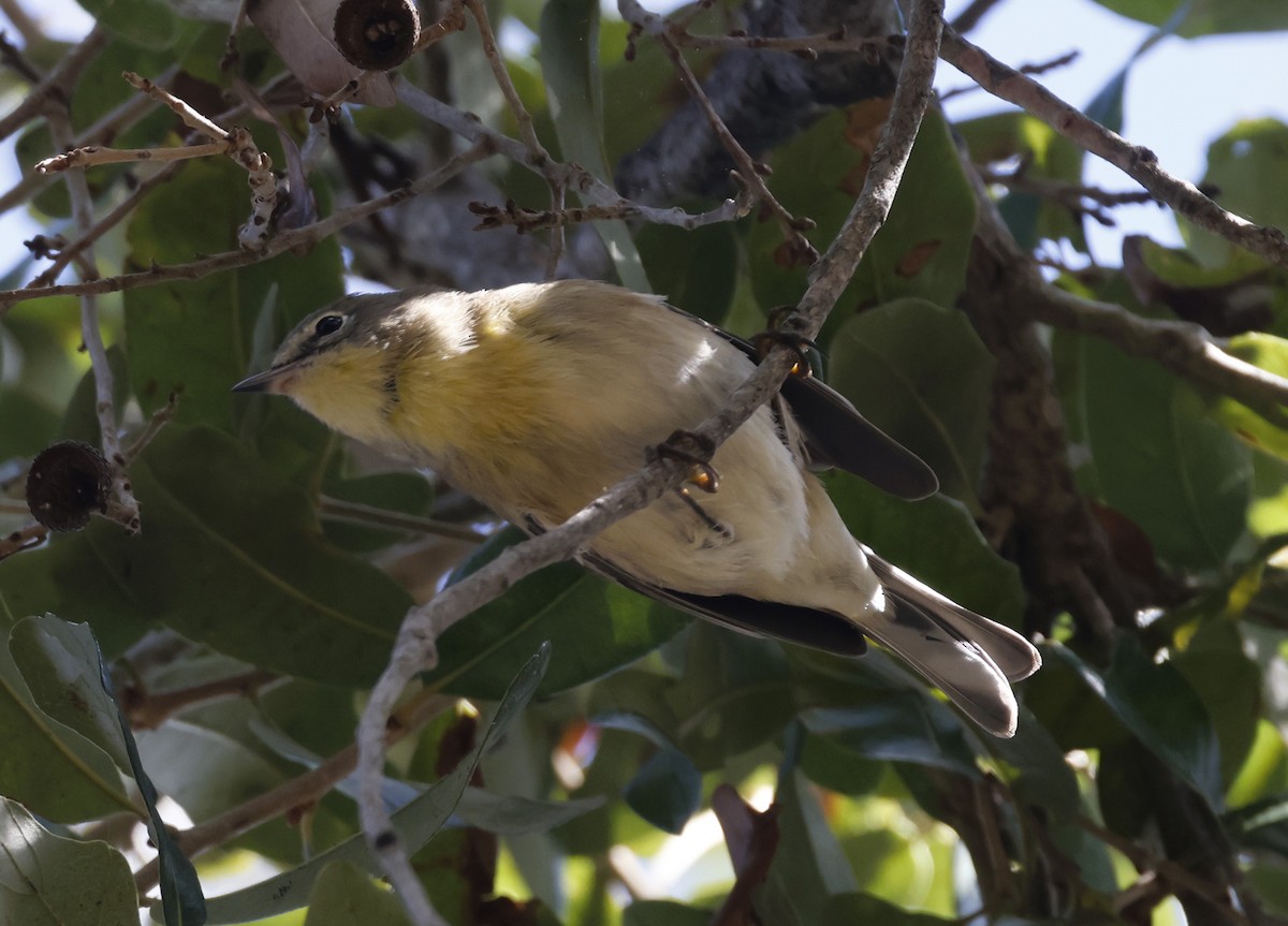 סבכון אורנים - ML644275067