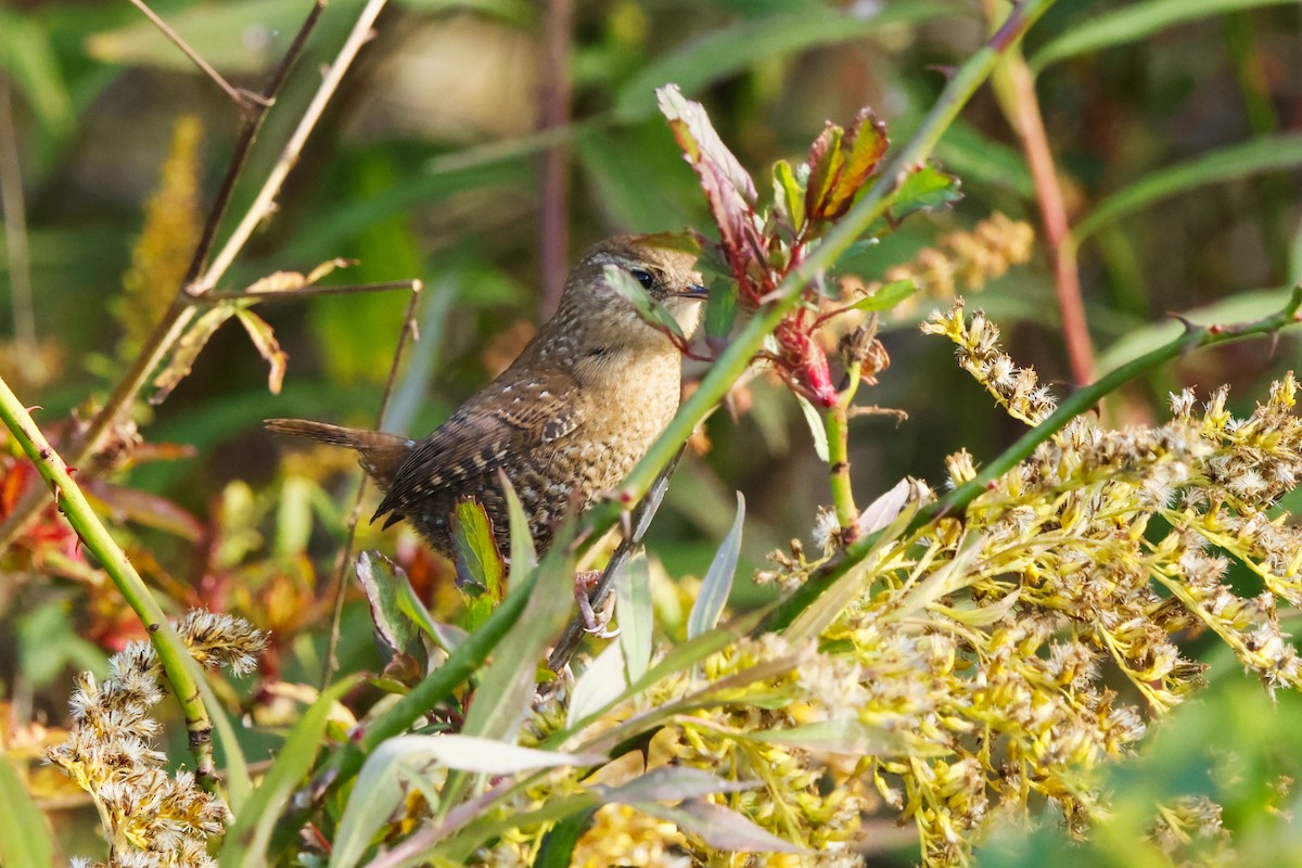Winter Wren - ML644275072