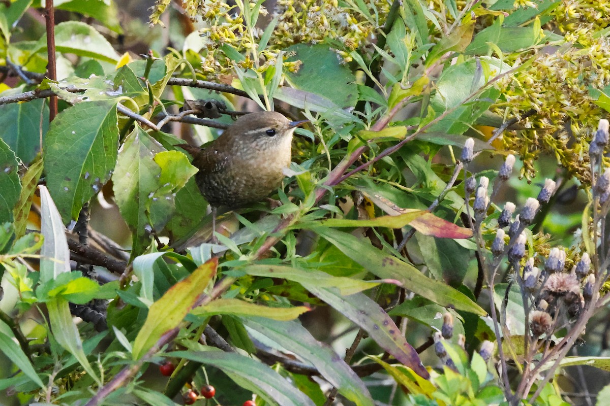 Winter Wren - ML644275073