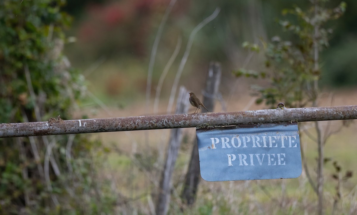 Өрнийн зээрд омруут - ML644275075