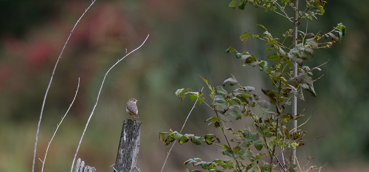 Common Redstart (Common) - ML644275085