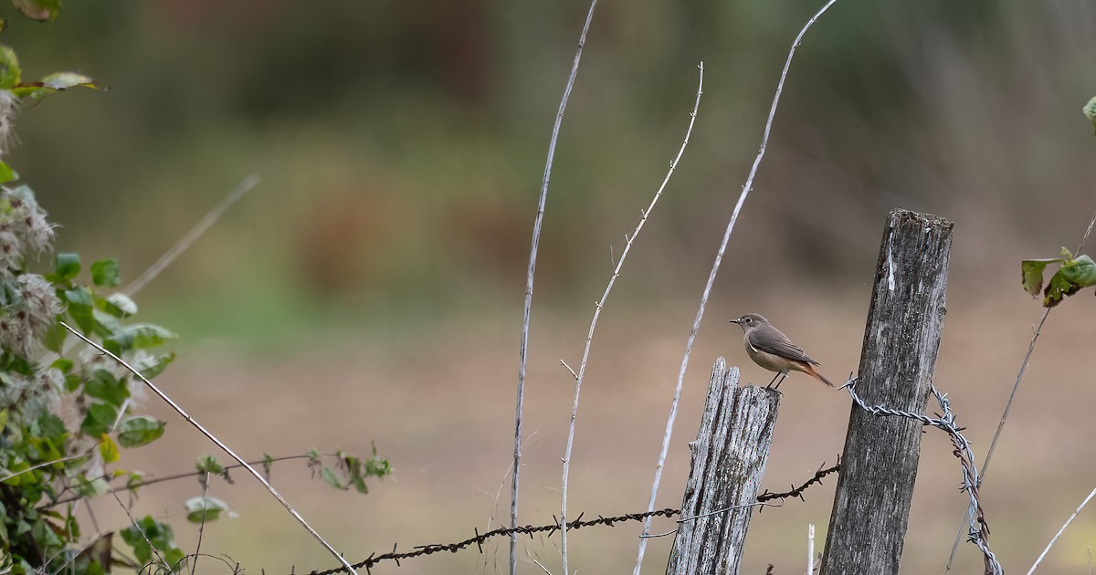 Common Redstart (Common) - ML644275086