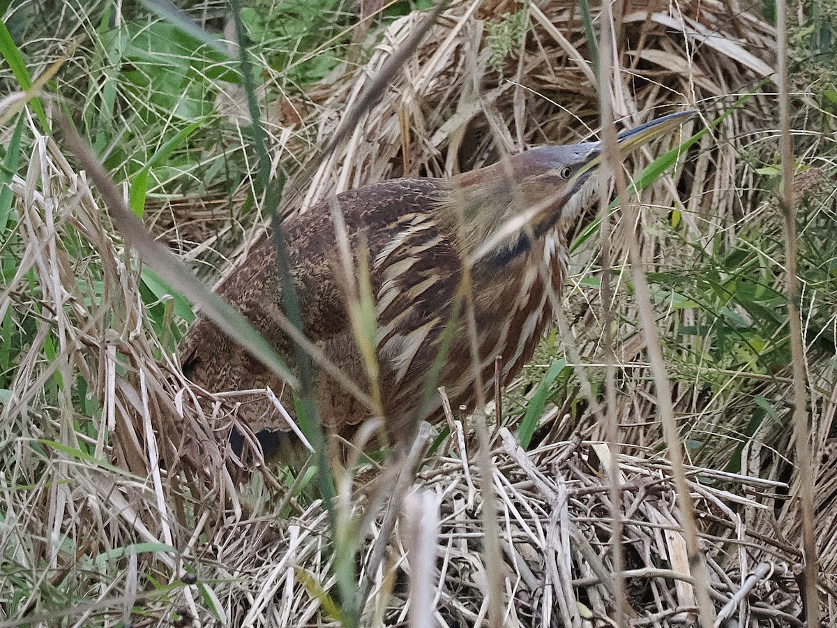 Butor d'Amérique - ML644275087