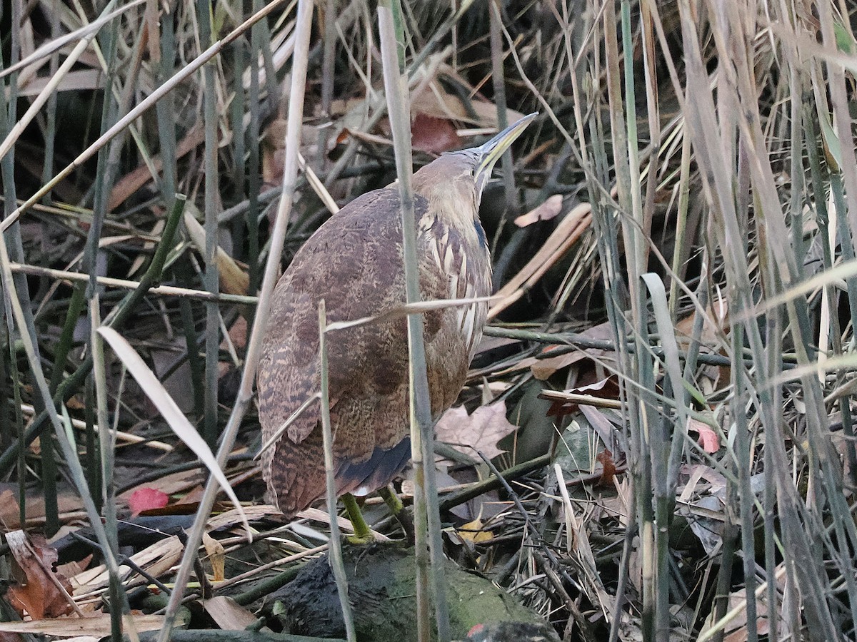 Butor d'Amérique - ML644275088