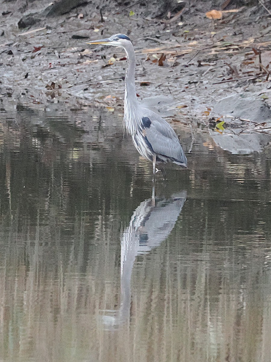 Grand Héron - ML644275118