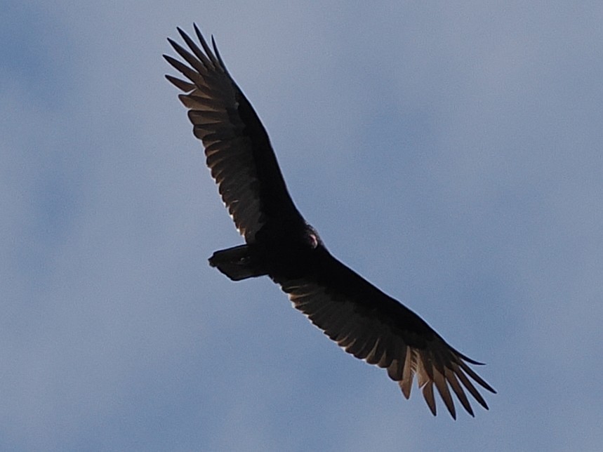 Urubu à tête rouge - ML644275119