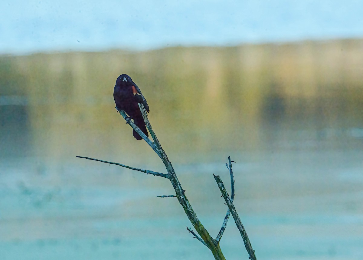 Red-winged Blackbird - ML644275124