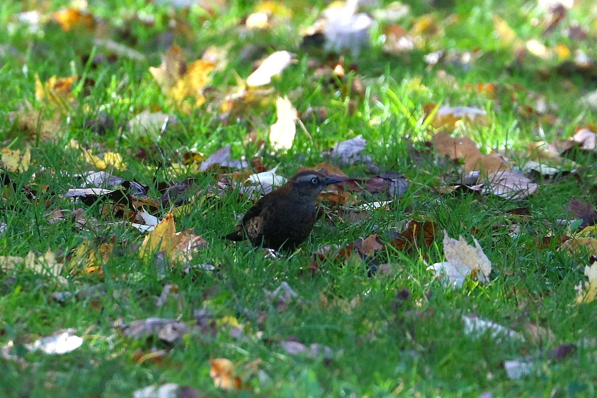 Rusty Blackbird - ML644275125