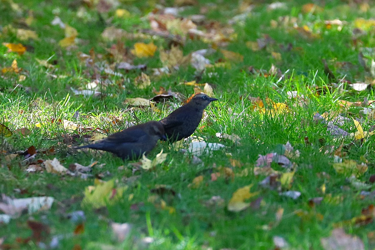 Rusty Blackbird - ML644275130