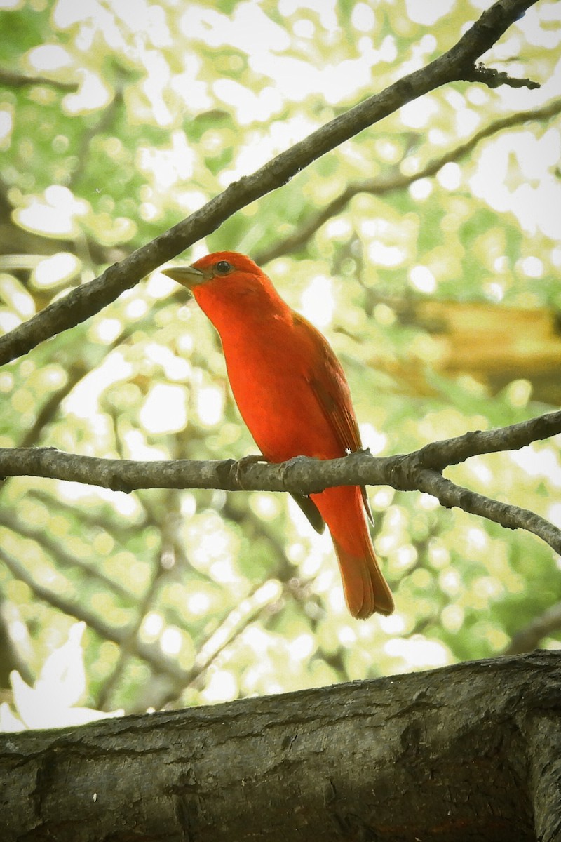 Summer Tanager - ML644275131